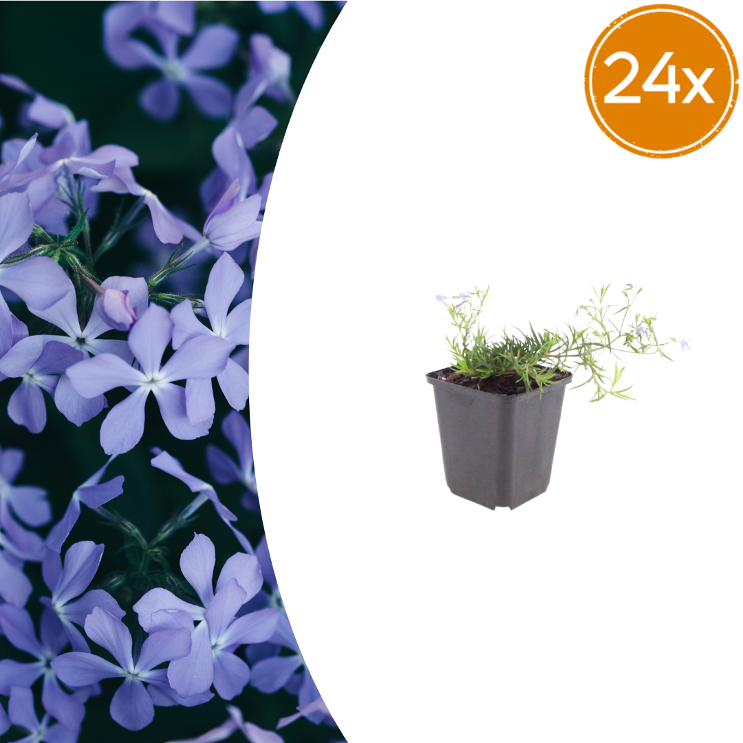 Phlox subulata Emerald Cushion Blue – 24 Pflanzen – Ø9cm – Höhe 10-25cm – Blauer Polsterphlox – Immergrüner Bodendecker für Steingarten & Beet