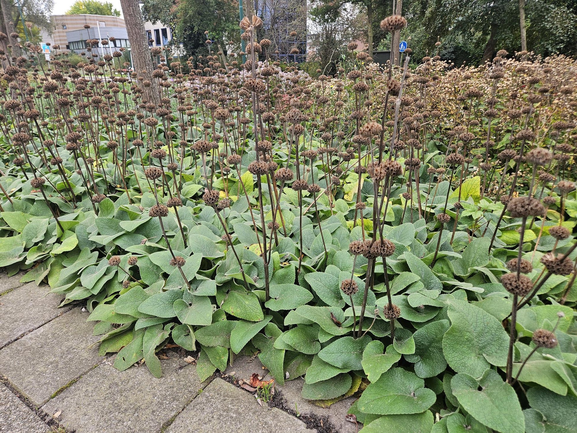 Phlomis russeliana – 48 Pflanzen – Winterharte Staude – Auffällige hellgelbe Quirlblüten – Bienen- & Schmetterlingsfreundlich – Pflegeleicht & trockenheitstolerant 