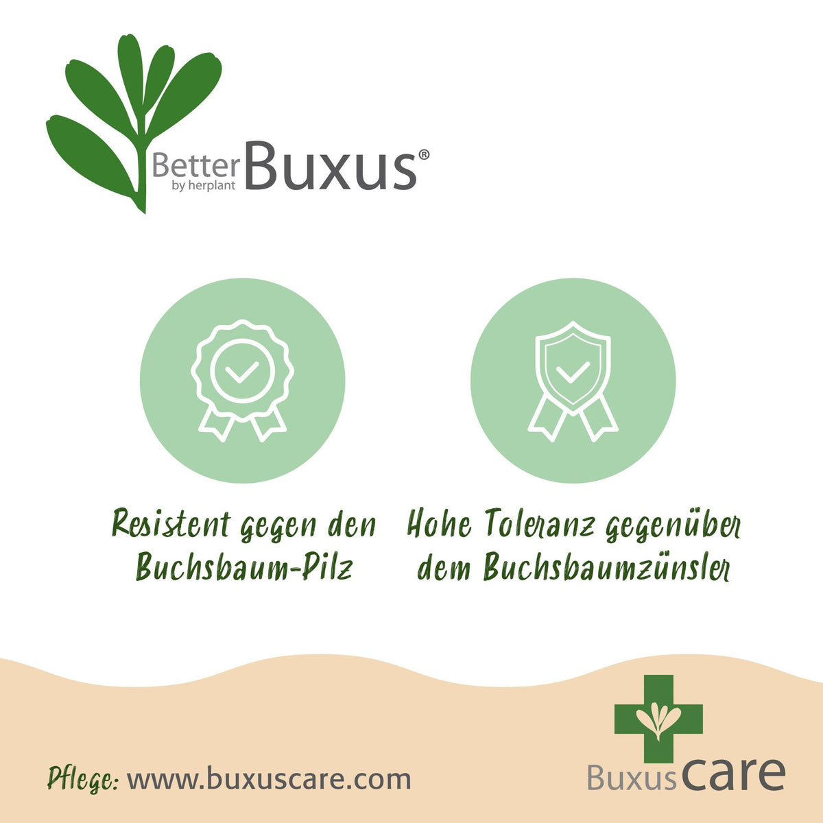 BetterBuxus Babylon Beauty Hecke 7 Pflanzen für 1 Meter 25-30cm 10,5cm widerstandsfähig pflegeleicht für Garten Formschnitt Sichtschutz winterhart