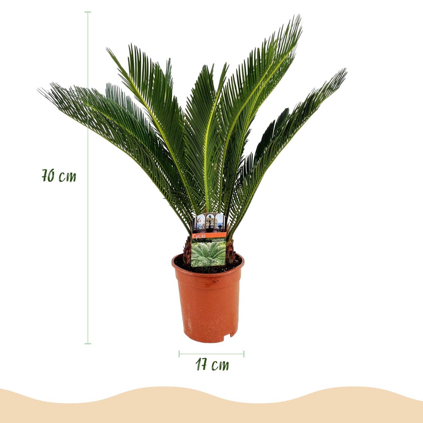 Cycas Revoluta – Palmfarn – 70cm – 17cm – Pflegeleichte Zimmerpflanze mit fiederförmigen Blättern – Robuste Sago-Palme für elegante Innenräume 