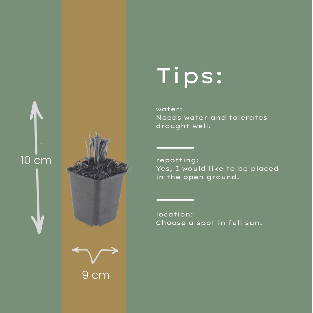 Liatris spicata Prachtscharte – 24 Pflanzen – Ø9cm – Höhe 10-25cm – Sommerblühende Staude für Beet, Präriegarten & Insektenfreundliche Pflanzung