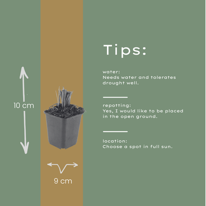 Liatris spicata Prachtscharte – 24 Pflanzen – Ø9cm – Höhe 10-25cm – Sommerblühende Staude für Beet, Präriegarten & Insektenfreundliche Pflanzung