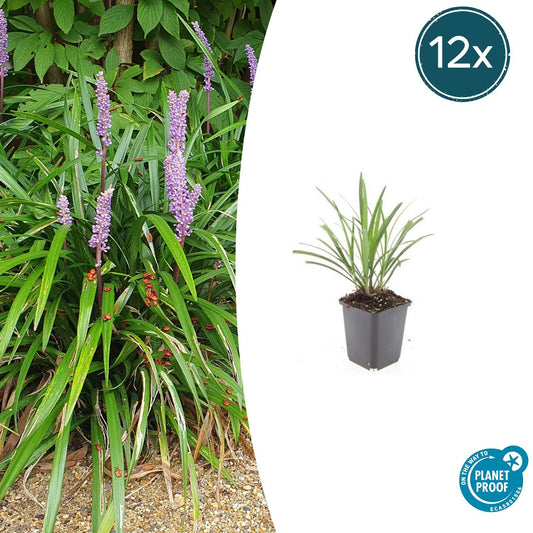 Lilientraube Liriope muscari 'Ingwersen' – ↕10-25cm – Ø9cm – 12 Pflanzen – Bodendecker, Immergrün, Winterhart, Pflegeleicht, Sonne & Schatten