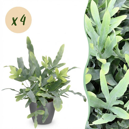 Green boutiQ - Zimmerpflanze - Phlebodium aureum Blue Star - Blaue Farn - Haustierfreundliche Pflanze - Blau - 4 Pflanzen - mit Potter Grau - Topf 12cm - Höhe 25cm 