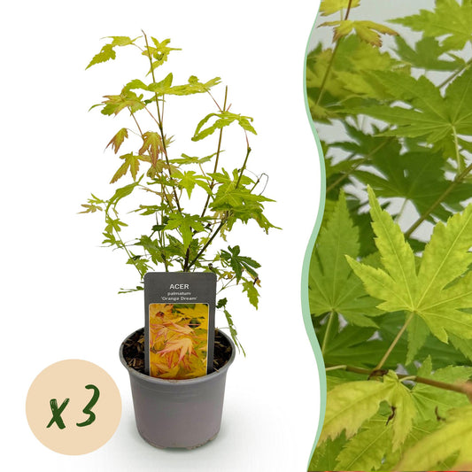 GreenboutiQ - Gartenpflanze - Acer palmatum Orange Dream - Orange - 3 Pflanzen - Laubabwerfend - Wenig Pflege - Topf 12cm Höhe 35cm 