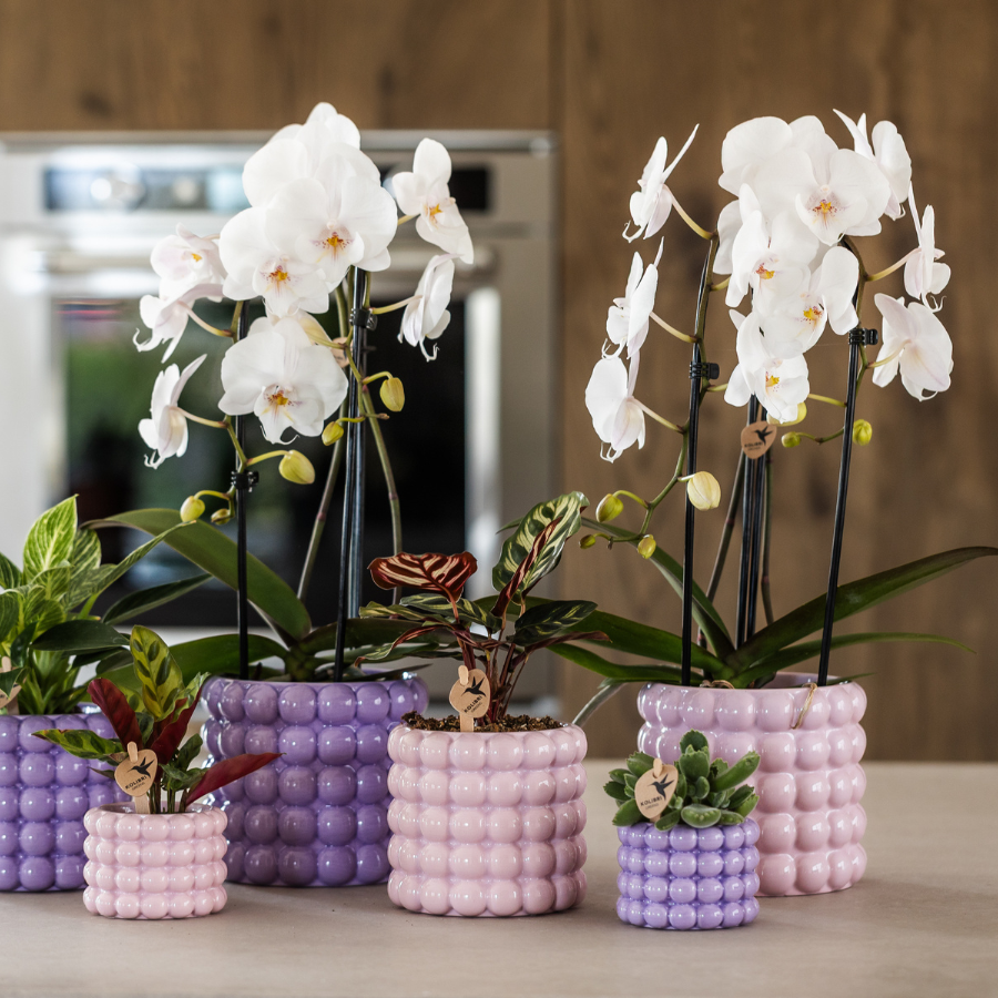 Kolibri Orchids | Rosa Niagara Falls Orchidee + Poppy Rosa Übertopf – Topfgröße Ø12 cm | Blühende Zimmerpflanze – Frisch vom Züchter 