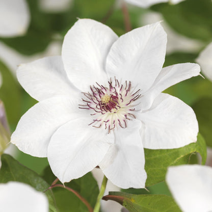 Kletterpflanze - Clematis Miss Bateman - Blüte Rosa - Wenig Pflege - 2 Pflanzen - Topf 11cm Höhe 40cm
