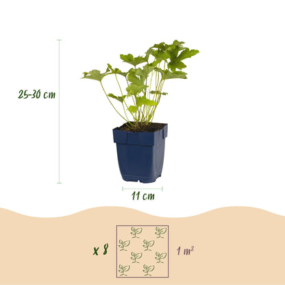 Staudenset – Schatten – 8 schattenverträgliche Stauden – Für 1 m² Beet – Verschiedene Farben – Pflegeleicht – Ideal für halbschattige & schattige Bereiche – Topf Ø11 cm