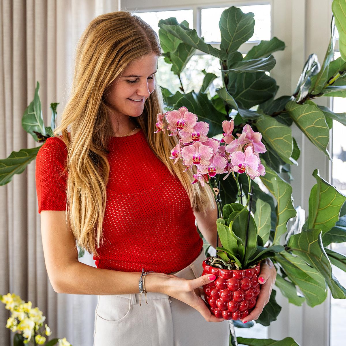 Phalaenopsis Orchidee „Jewel Pirate Picotee“ – Orange-Rosa – Ø12cm – Blühfreudige Zimmerpflanze mit Farbverlauf – Pflegeleicht – Für helle Standorte – Direkt aus der Gärtnerei 