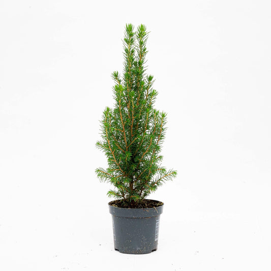 6x Mini-Kerstboom - Chamaecyparis - 25-30 cm 