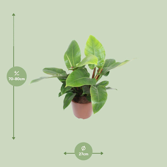 Philodendron Imperial Green - Ø27cm - ↕80cm 