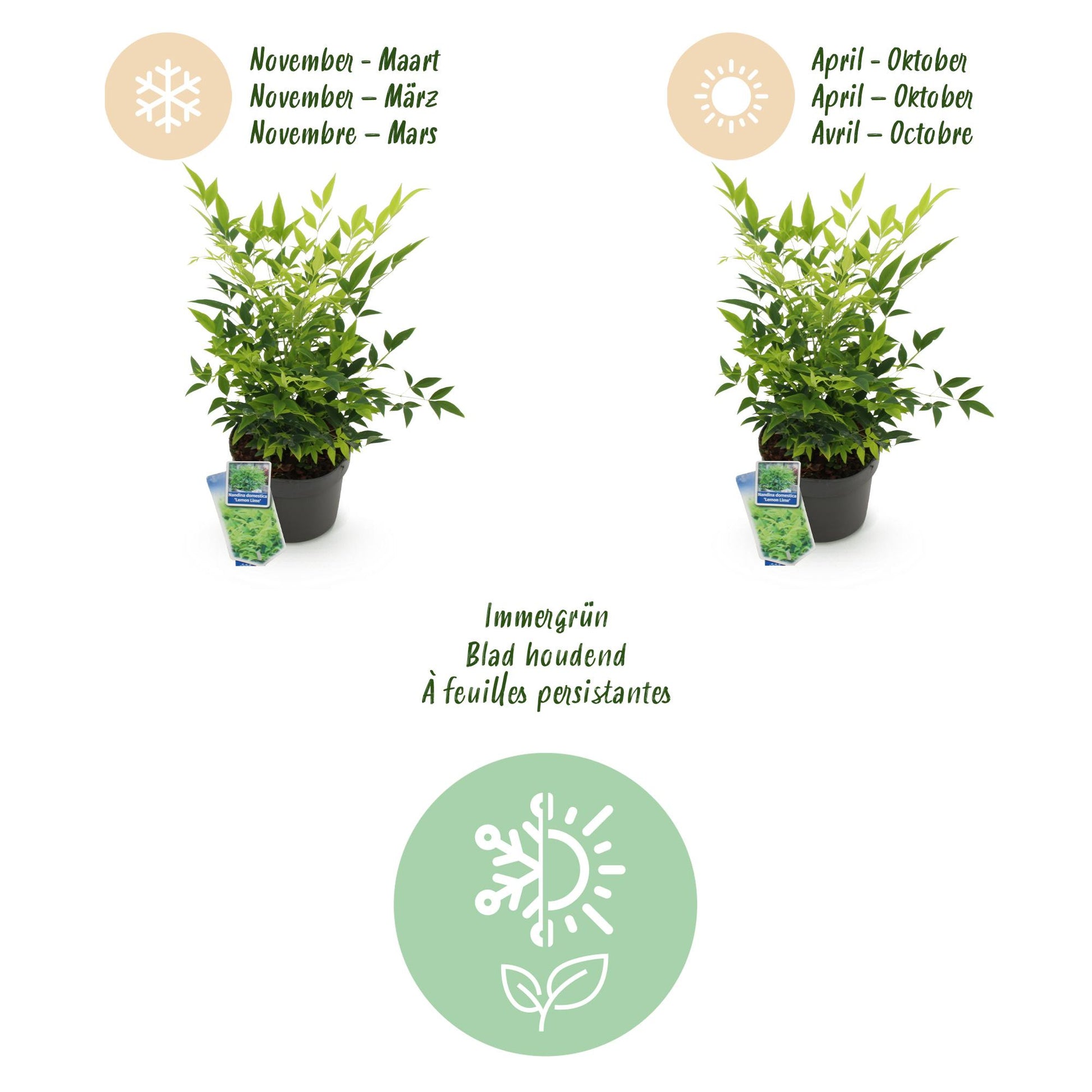 GreenboutiQ - Gartenpflanze - Nandina Lemon & Lime - Gelb - 1 Pflanze - Immergrün - Wenig Pflege - Topf 17cm Höhe 45cm 