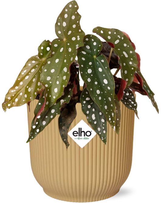 Forellenbegonie – Begonia Maculata Zimmerpflanze im Topf Vibes Fold 14cm Gelb – Exotische Blattpflanze mit dekorativen Punkten 