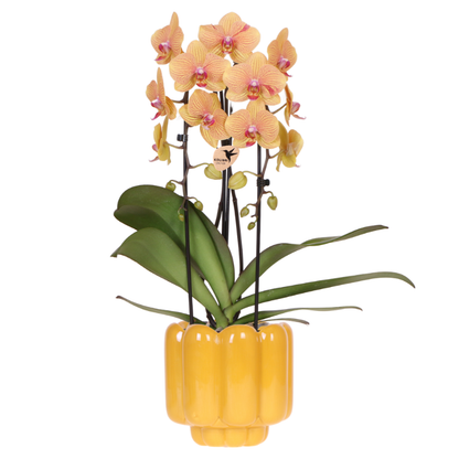 Kolibri Orchids | Sunny Bunny Orchidee gelb/rosa + Retro ocker Übertopf – Topfgröße Ø12cm | blühende Zimmerpflanze – frisch vom Züchter 