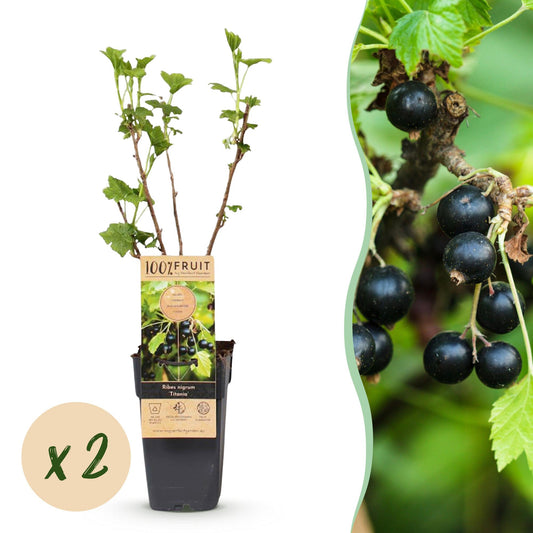 Green boutiQ - Fruit plant - Ribes nigrum Titania - Berry plant - Winter hardy - Blackcurrant - 2 Plants - Pot 15cm - Height 50cm 