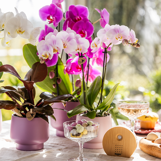 Kolibri Orchids | KOMBI-ANGEBOT mit 4 Phalaenopsis-Orchideen - Portugal - Topfgröße Ø9cm | Blühende Zimmerpflanze - Frisch vom Züchter 