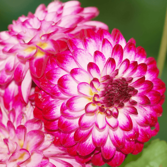 Blumenzwiebel - Dahlie - Little Robert - Runde und Gekräuselte Blütenblätter