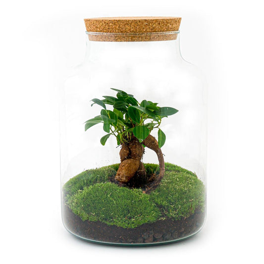 Flaschengarten - DIY Bausatz - Terrarium - Milky Bonsai - ↕30cm