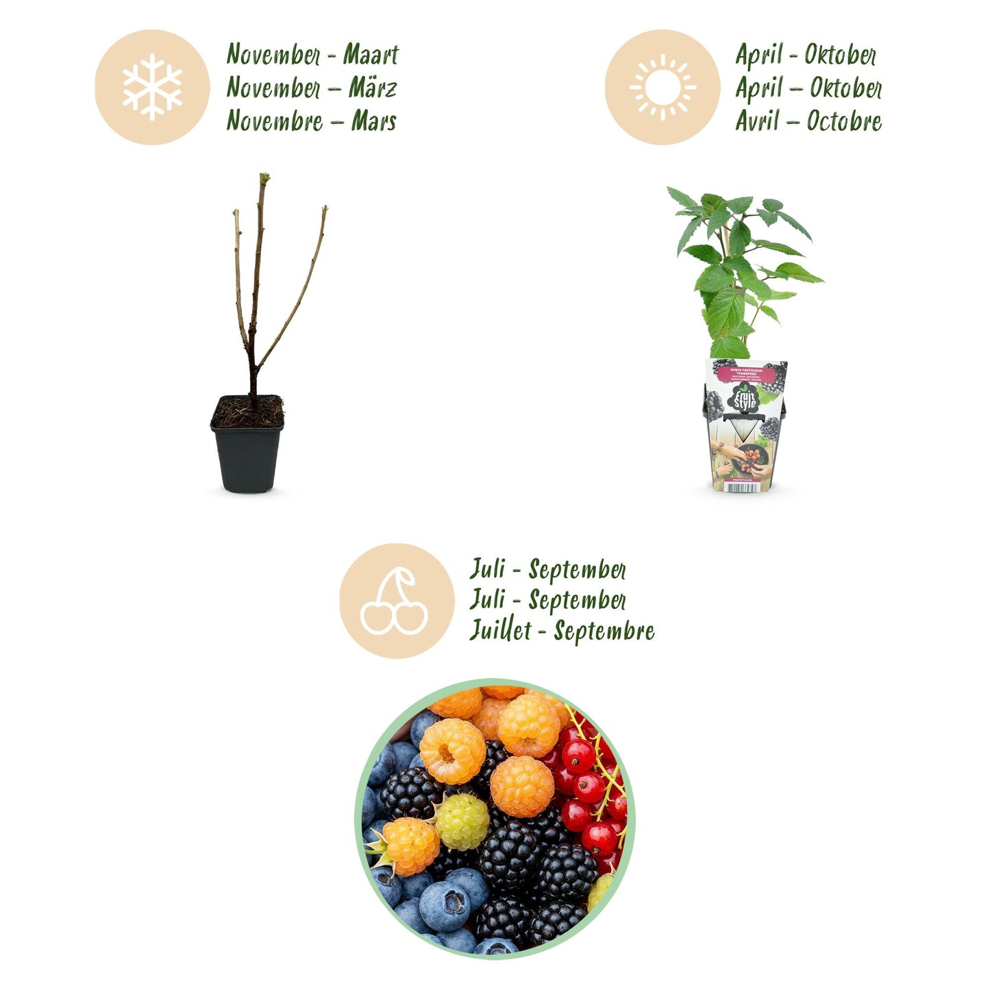 Obstpflanzen Set winterhart 4 Pflanzen Ø9cm Höhe30cm – Rote Johannisbeere Gelbe Himbeere Schwarze Brombeere Blaubeere – Für Garten Balkon & Terrasse 