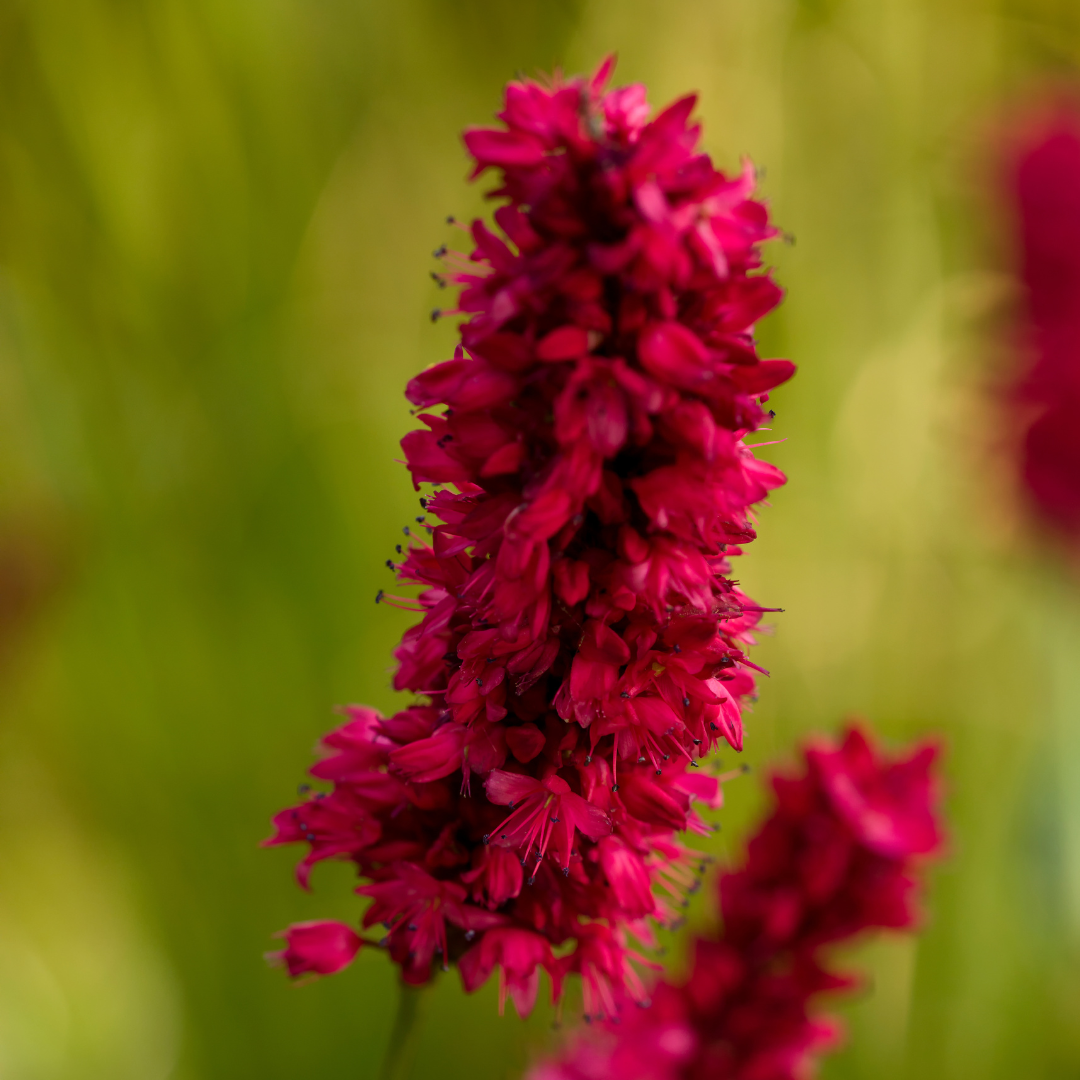 Persicaria amplexicaulis Blackfield – 6 Pflanzen – Ø9cm – Höhe 10-25cm – Winterharte Staude – Dunkelrote Blütenähren – Bienenfreundlich für Beet & Präriegarten