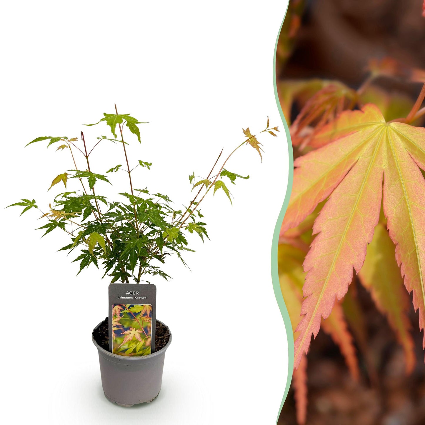 GreenboutiQ - Gartenpflanze - Acer palmatum Katsura - Orange - 1 Pflanze - Laubabwerfend - Wenig Pflege - Topf 12cm Höhe 35cm 