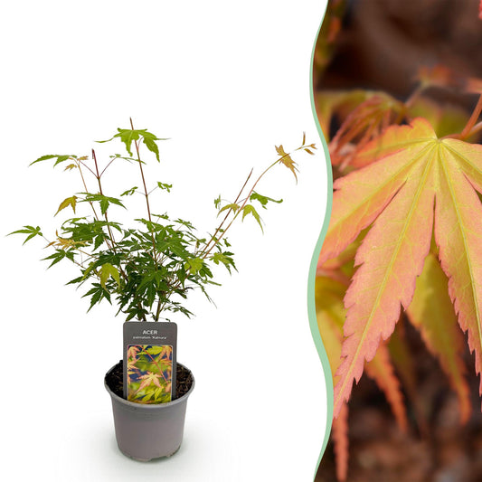 GreenboutiQ - Gartenpflanze - Acer palmatum Katsura - Orange - 1 Pflanze - Laubabwerfend - Wenig Pflege - Topf 12cm Höhe 35cm 
