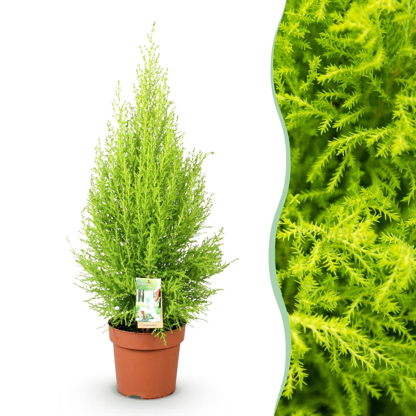 Green boutiQ - Zimmerpflanzen - Cupressus Gold Crest Wilma - Zimmerkoniferen - Wenig Pflege - Grün - 1 Pflanze - Topf 21cm - Höhe 85-95cm 