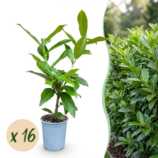 Kirschlorbeer 'Novita' – Prunus laurocerasus 'Novita' – 16 Heckenpflanzen – Topf Ø9cm – Höhe 25-35cm – Winterhart & immergrün