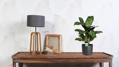 Aglaonema Greenlight – Kolbenfaden – Zimmerpflanze – Ø17cm – Höhe ca. 60cm – Pflegeleicht & luftreinigend – Für Wohnzimmer, Büro & Schlafzimmer 