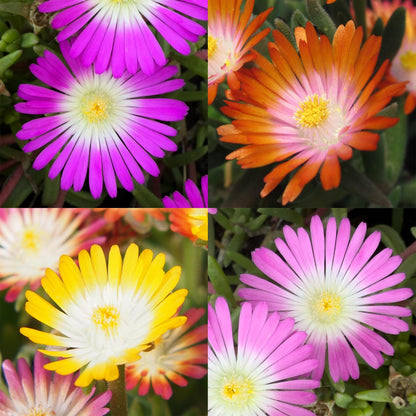 GreenboutiQ - Bodendecker - Winterhart - Delosperma Jewel of Dessert - 8 Pflanzen - Farben Rot - Orange - Lila - Rosa - Pflegeleicht - Topf 14cm Höhe 17cm 