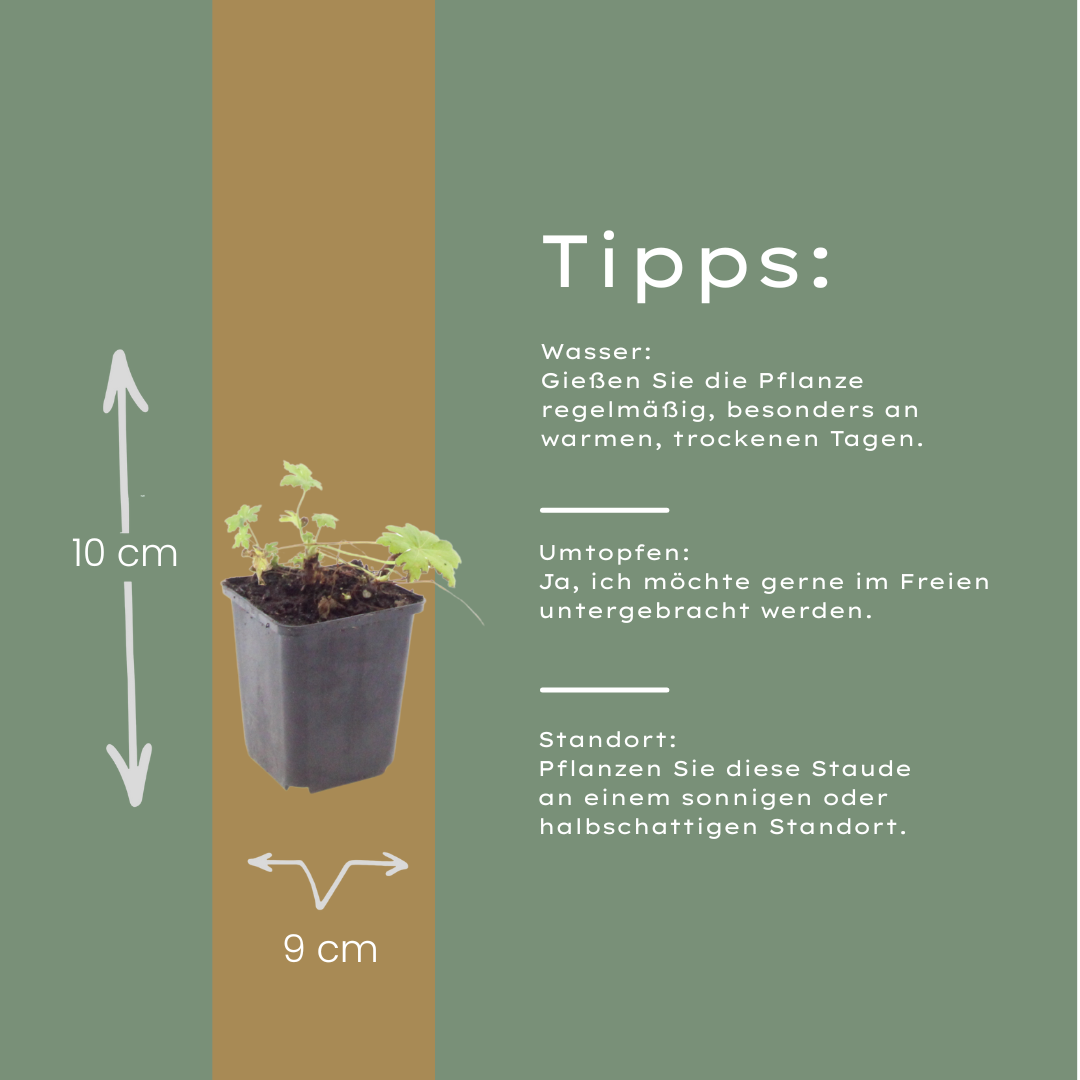 Geranium macrorrhizum White Ness – 24 Pflanzen – Ø9cm – Höhe 10-25cm – Winterharter Bodendecker mit weißen Blüten für Beet & Unterpflanzung