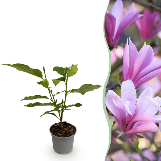 GreenboutiQ - Gartenpflanze - Magnolia Betty - Blüte Weiß - 1 Pflanze - Laubabwerfend - Wenig Pflege - Topf 12cm Höhe 30cm 