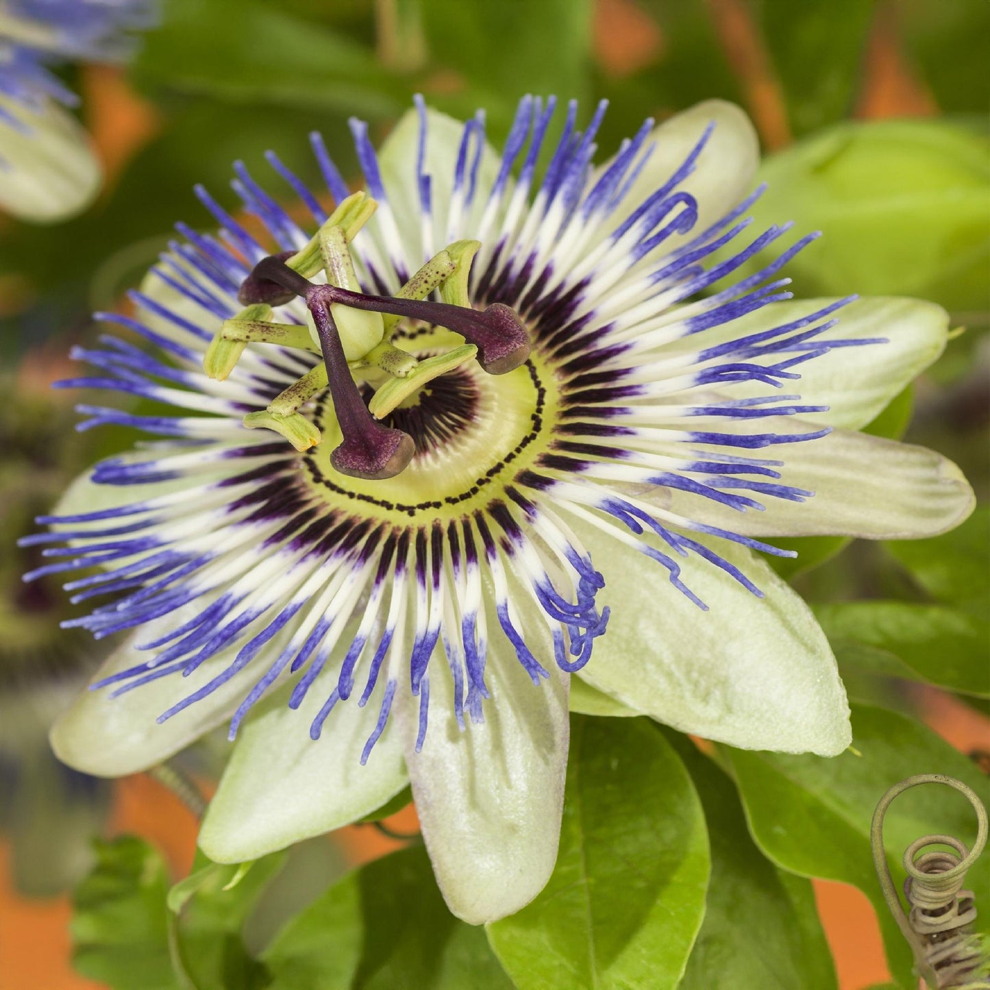 Passionsblume - Passiflora caerulea - Blüte Blau mit Grün Weiß - Wenig Pflege - 2 Pflanzen - Topf 11cm Höhe 40cm 