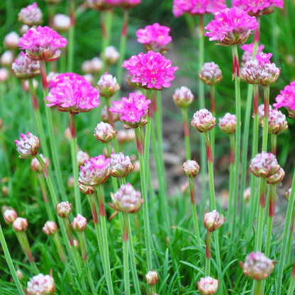 Grasnelke Armeria maritima ‘Splendens’ – 6 Pflanzen – 10-25cm – Ø9cm – Winterharte Staude mit rosa Blüten – Ideal für Steingarten, Beet & sonnige Bordüren