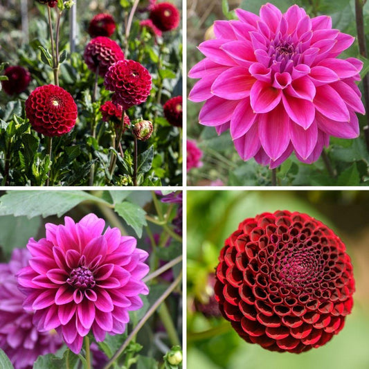 Blumenzwiebel Mix - Gerard's Darlings, 12 Dahlie Natal & 12 Dahlie Blue Bell Knollen für 4 m²