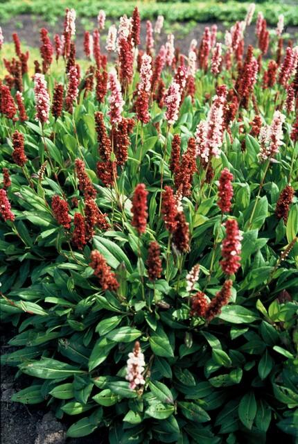 Schneckenknöterich Persicaria aff. 'Darjeeling Red' – ↕10-25cm – Ø9cm – 20 Pflanzen – Farbiges Laub & Pflegeleicht – Staude für Beete
