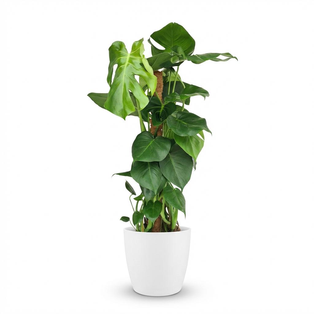 Monstera Deliciosa am Moosstab 90cm – Fensterblatt Zimmerpflanze im weißen Übertopf Ø19cm – große grüne Schlitzblätter – pflegeleichtes Statement für Wohnung, Büro & Schlafzimmer, ideal bei Halbschatten 