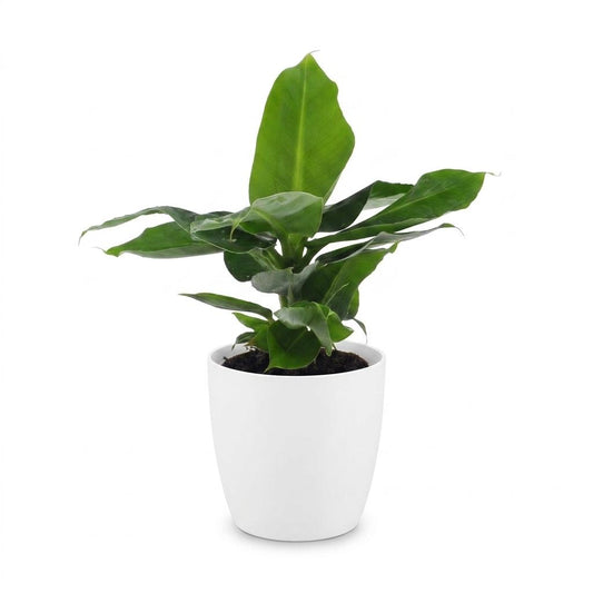 Orientalische Zwergbanane – Musa 'Oriental Dwarf' – Topf Ø12cm – Höhe 30cm – mit weißem Dekotopf – Ansicht 2