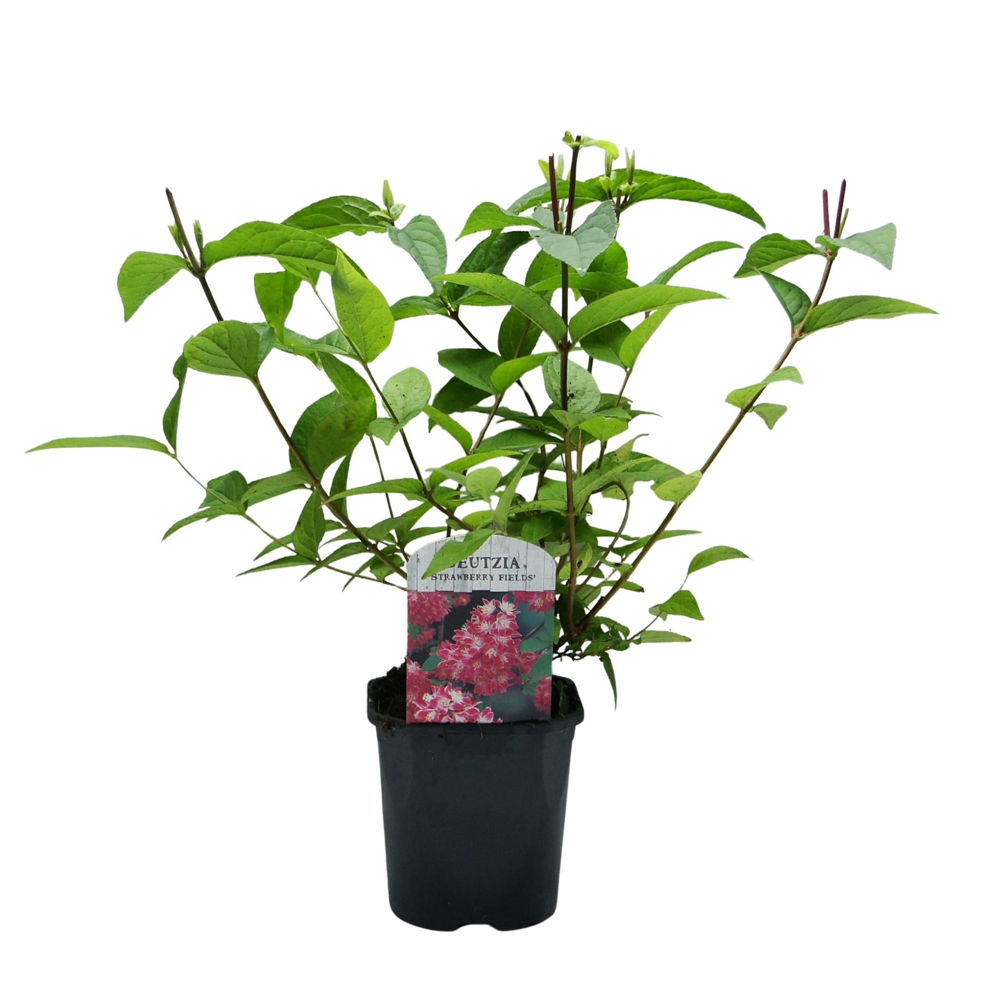 Sternchenstrauch – Deutzia hybrida Strawberry Fields – Rosa Blüten – Strauch – 17cm – Höhe 45cm – Wenig Pflege 