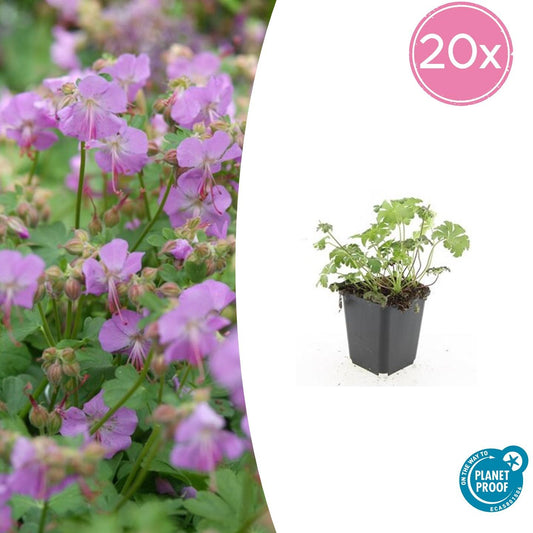 Storchschnabel Geranium cantabrigiense 'Cambridge' – ↕10-25cm – Ø9cm – 20 Pflanzen – Rosa Blüten – Aromatischer Bodendecker – Pflegeleicht