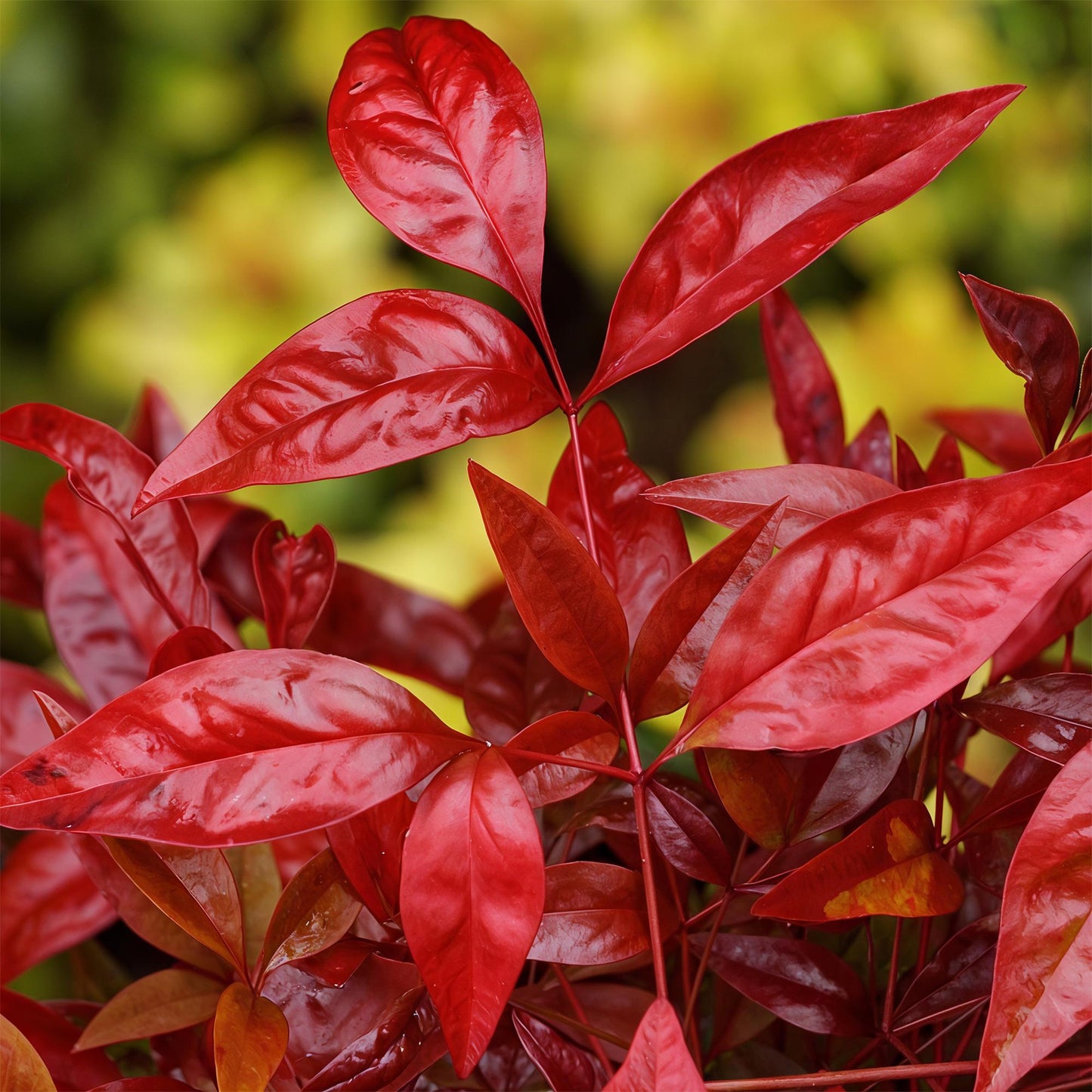 GreenboutiQ - Gartenpflanze - Nandina Blush Pink - Dunkelrosa - 2 Pflanzen - Immergrün - Pflegeleicht - Topf 17cm Höhe 40cm 