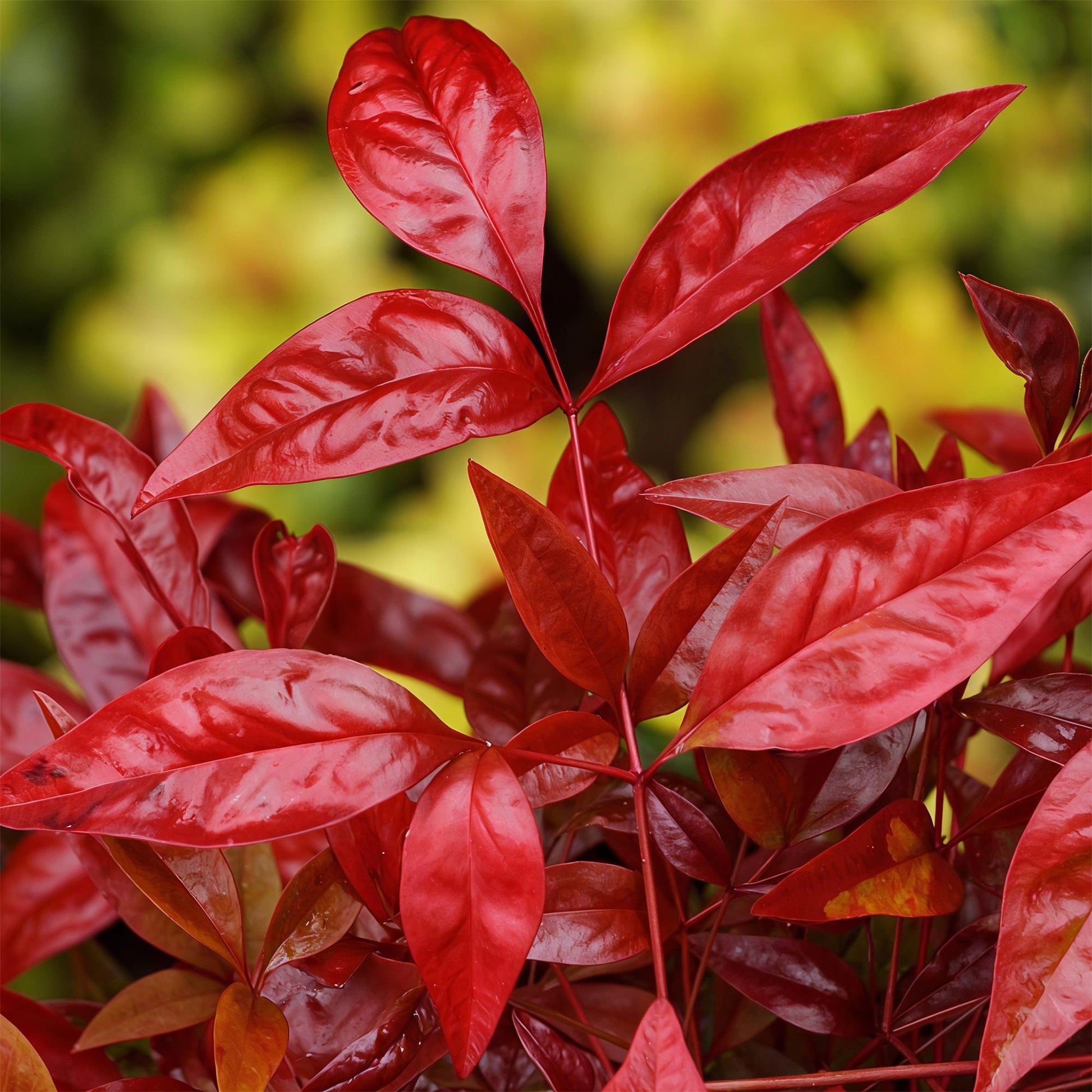 GreenboutiQ - Gartenpflanze - Nandina Blush Pink - Dunkelrosa - 2 Pflanzen - Immergrün - Pflegeleicht - Topf 17cm Höhe 40cm 