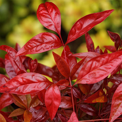 GreenboutiQ - Gartenpflanze - Nandina Blush Pink - Dunkelrosa - 2 Pflanzen - Immergrün - Pflegeleicht - Topf 17cm Höhe 40cm 