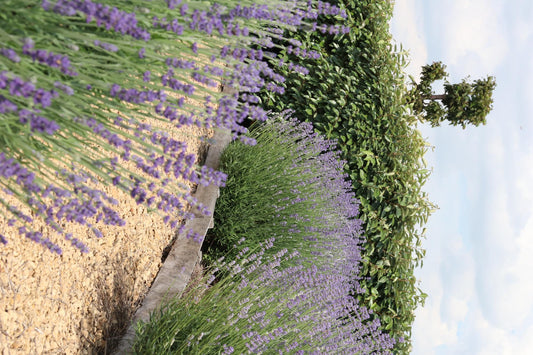 Echter Lavendel – Lavendel angustifolia – Ø7cm – ↕15 cm – 72 Pflanzen – Duftend & Winterhart – Für Garten, Balkon & Terrasse – Pflegeleicht