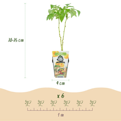 Obstpflanzen Set winterhart 6 Pflanzen Höhe 30cm Ø9cm – Rote Johannisbeere Gelbe Himbeere Schwarze Brombeere – Für Garten Beet Balkon & Terrasse 