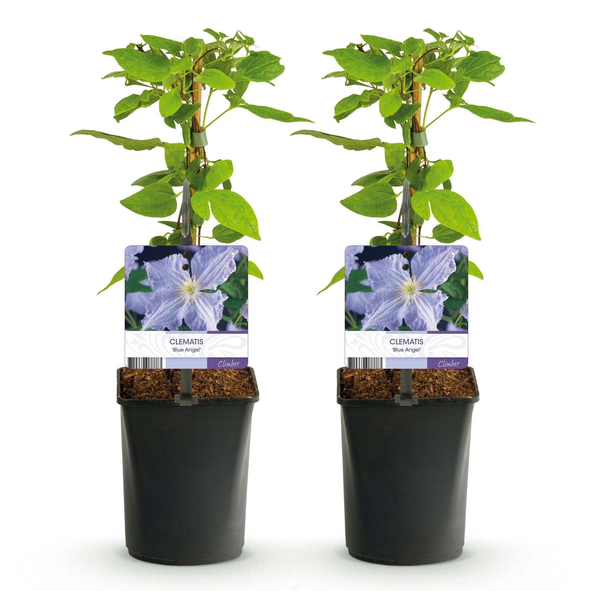 Clematis 'Blue Angel' – 2er Set – Kletterpflanze mit hellblauen Blüten – Ø11 cm – Höhe ca. 40 cm – Pflegeleicht – Blüht Frühling bis Sommer – Für Spaliere & Pergolen 
