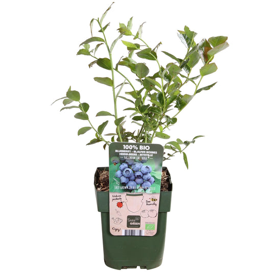 Vaccinium corymbosum 'Reka' – Blaubeere – Ø13cm – ↕45cm – Bio-Anbau – Ertragreiche Heidelbeere 