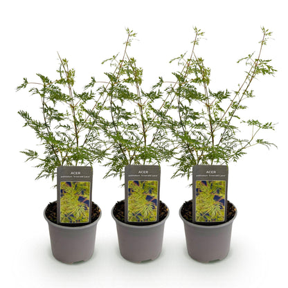 GreenboutiQ - Gartenpflanze - Acer palmatum Emerald Lace - Grün - 3 Pflanzen - Laubabwerfend - Wenig Pflege - Topf 12cm Höhe 35cm 
