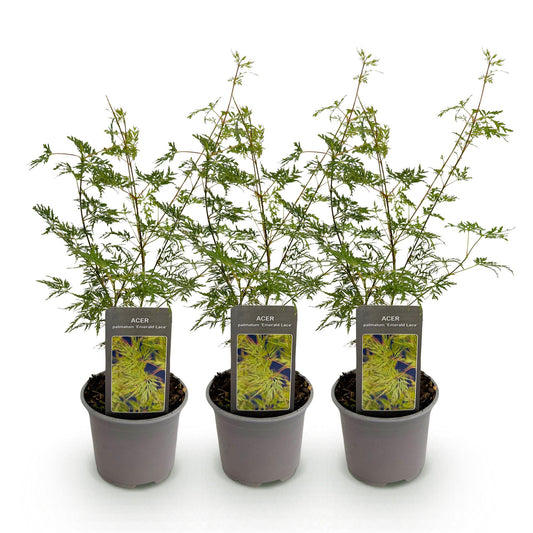 GreenboutiQ - Gartenpflanze - Acer palmatum Emerald Lace - Grün - 3 Pflanzen - Laubabwerfend - Wenig Pflege - Topf 12cm Höhe 35cm 