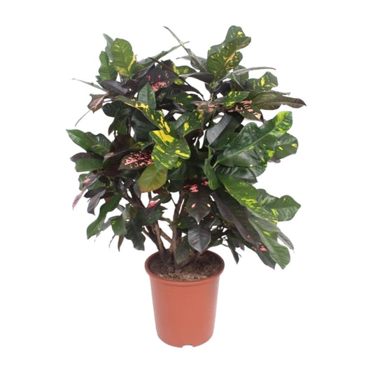 Croton Magnificent – Codiaeum Magnificent – Zimmerpflanze – Ø27cm – ↨110 cm – Tropisch Bunt – Luftreinigend & Pflegeleicht 